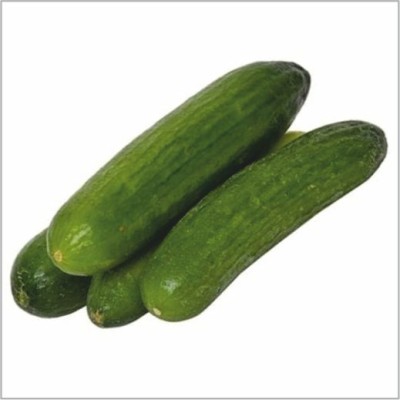 HY CUCUMBER PAVAN